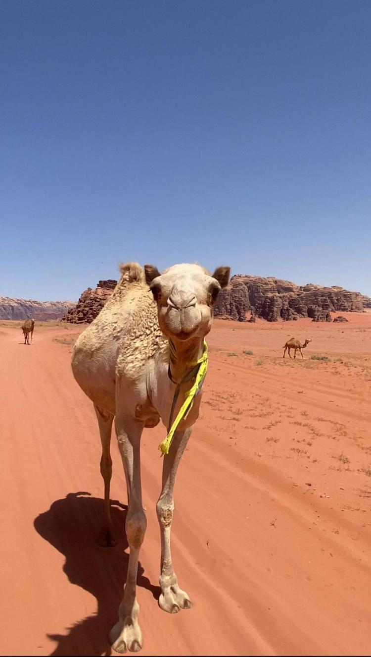 Wadi Rum Bedouin Heart Camp Buitenkant foto