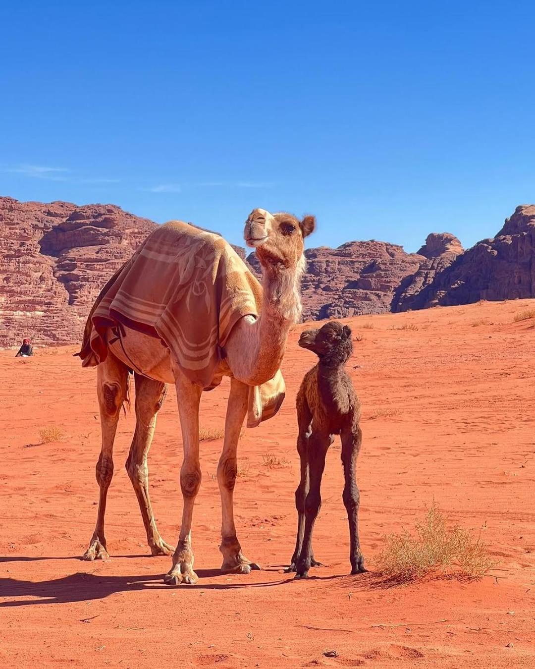 Wadi Rum Bedouin Heart Camp Buitenkant foto
